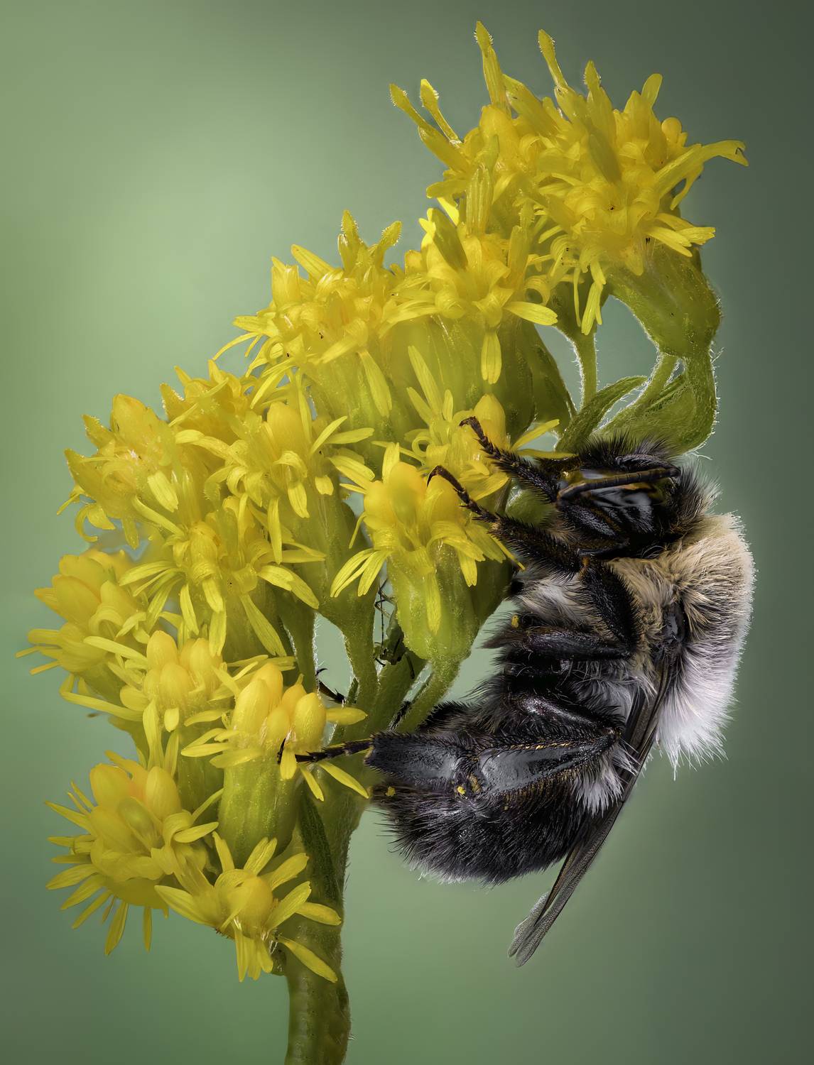 bee, bumblebee, insect, fall, autumn, stink bug, macro, leaves, season, seasons, camouflage, camouflaged, flower, floral, pink, Atul Saluja