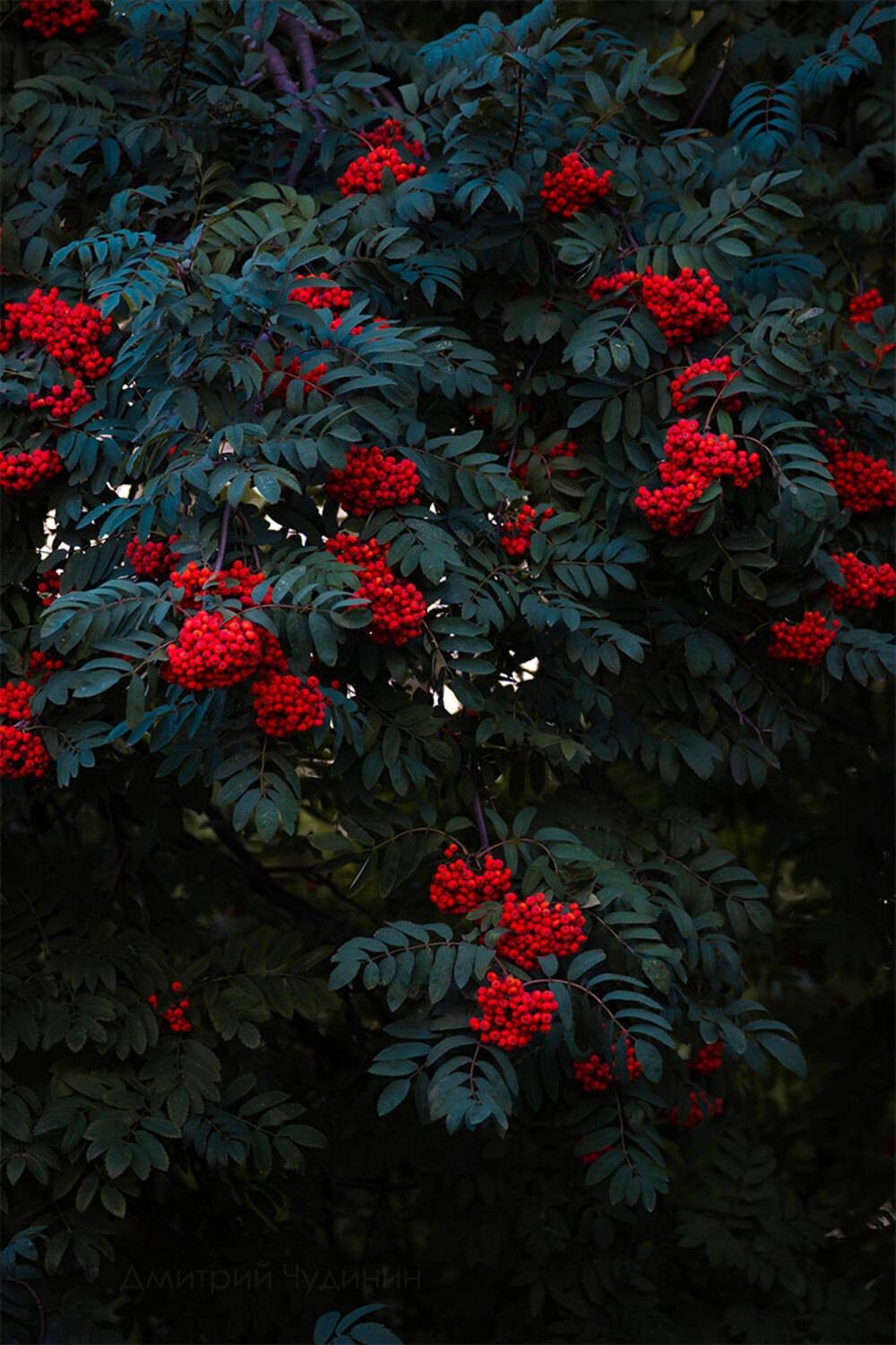 , Чудинин Дмитрий