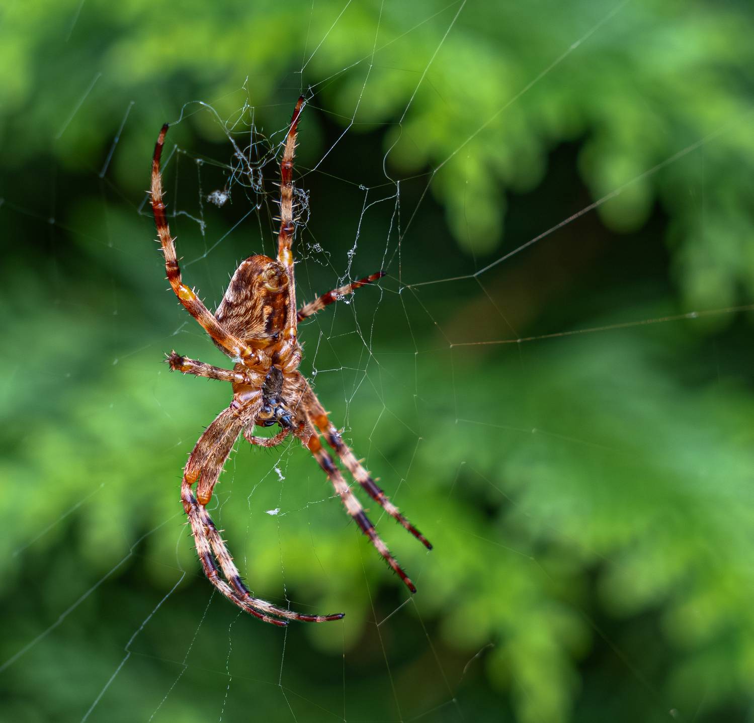 , Курлянцев Алексей