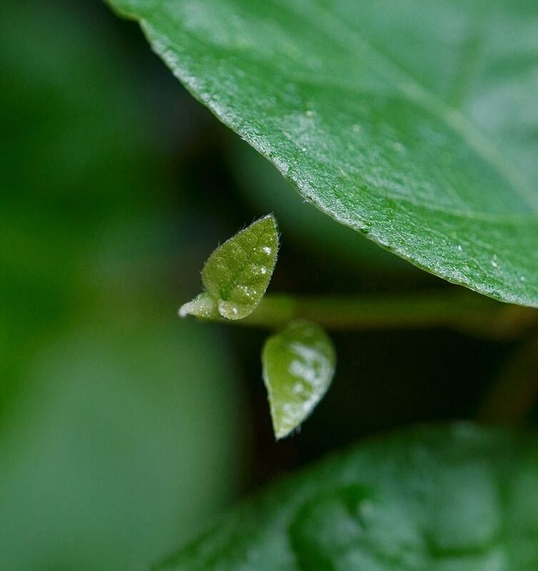 Новые листики (3 мм) фикуса пумила фото превью