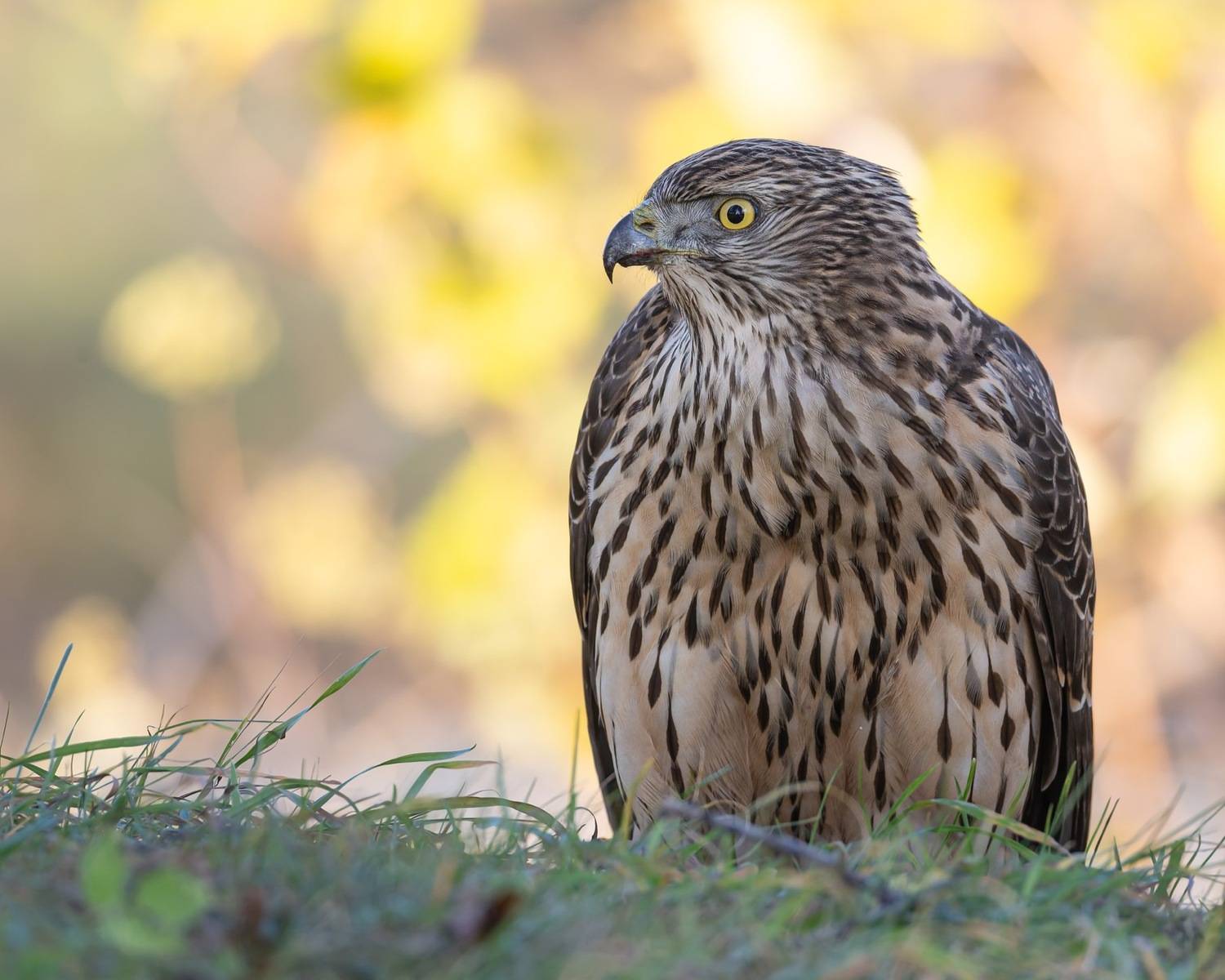 тетеревятник, ястреб, птицы, Руслан Pl
