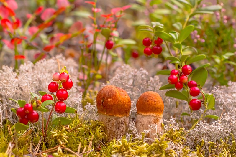 .... фото превью