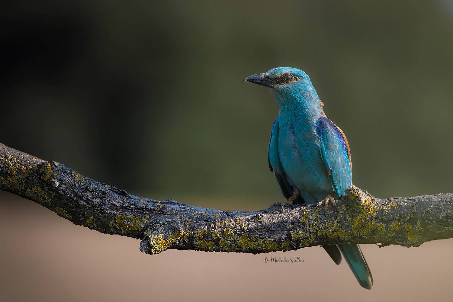 фотоохота, птица, сизоворонка, Медведева Светлана