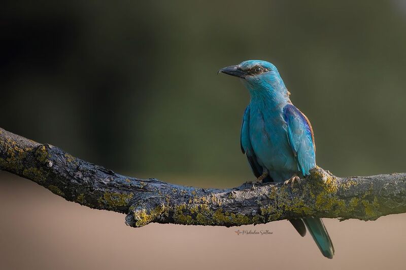 фотоохота, птица, сизоворонка Синяя птица. фото превью