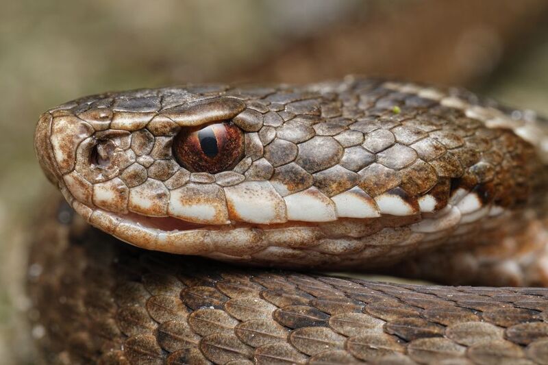 Bright eye фото превью