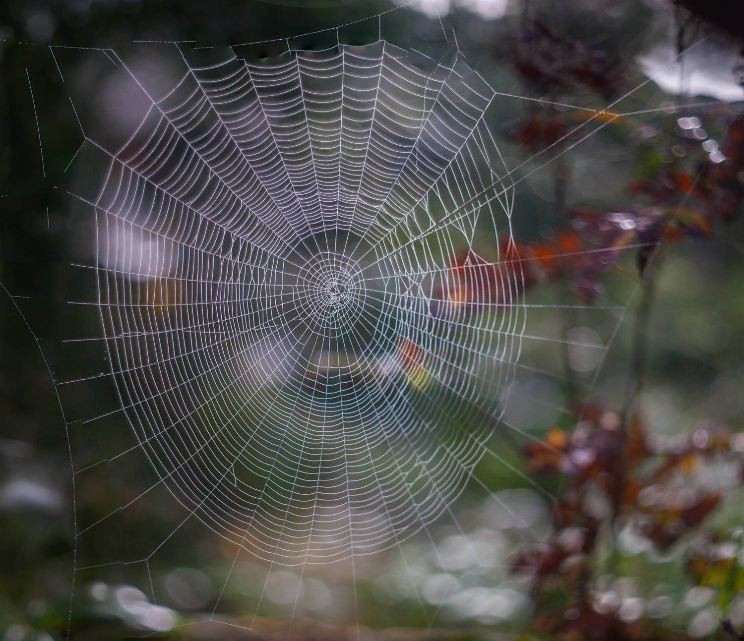 паутинка, Свистков Александр