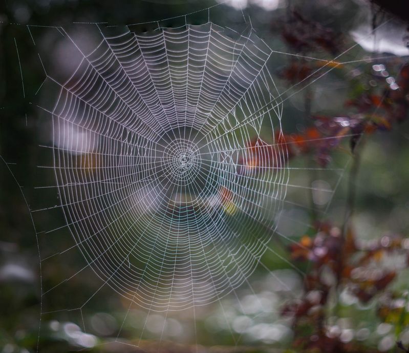 паутинка  фото превью