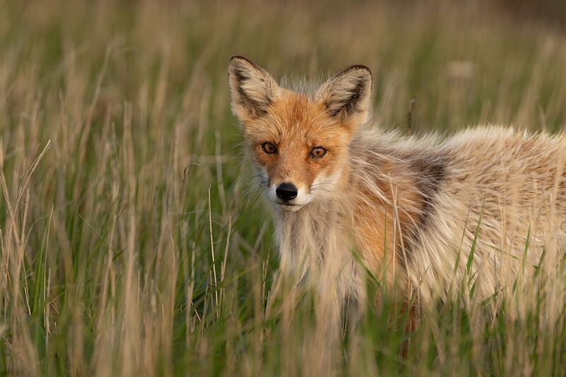 Лиса, животные, Курилы Красотка Шикотана фото превью