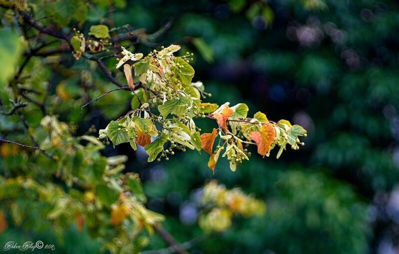 Липа.... фото превью