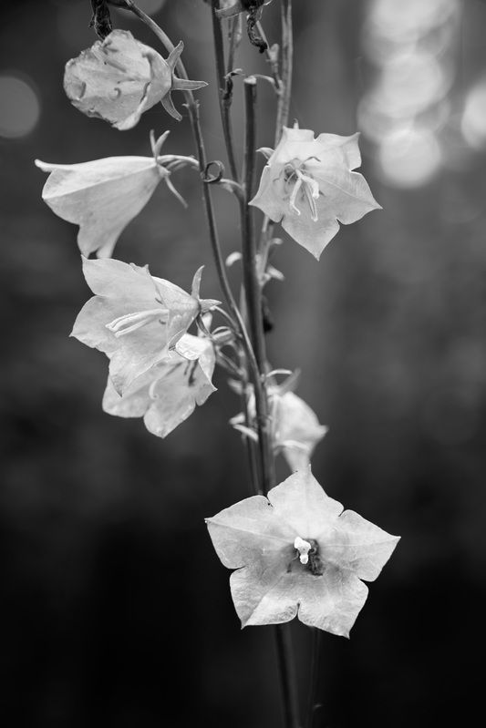 дикие цветы Лесная зарисовка фото превью