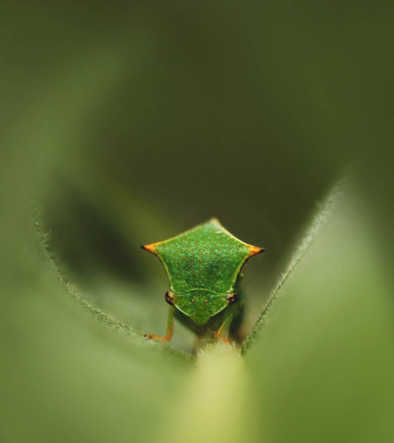 , Александр