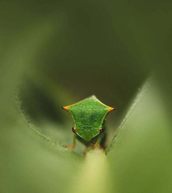 *** фото превью