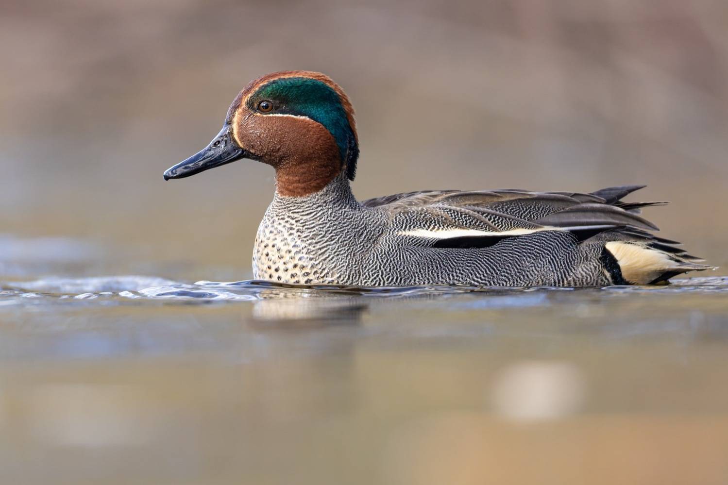 чирок-свистунок, утка, птицы, чирок, свистунок, Руслан Pl