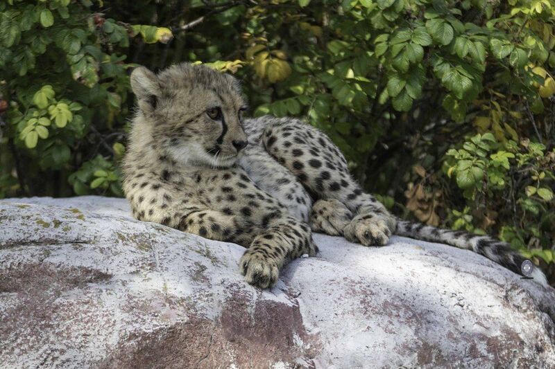 Cheetah cub фото превью