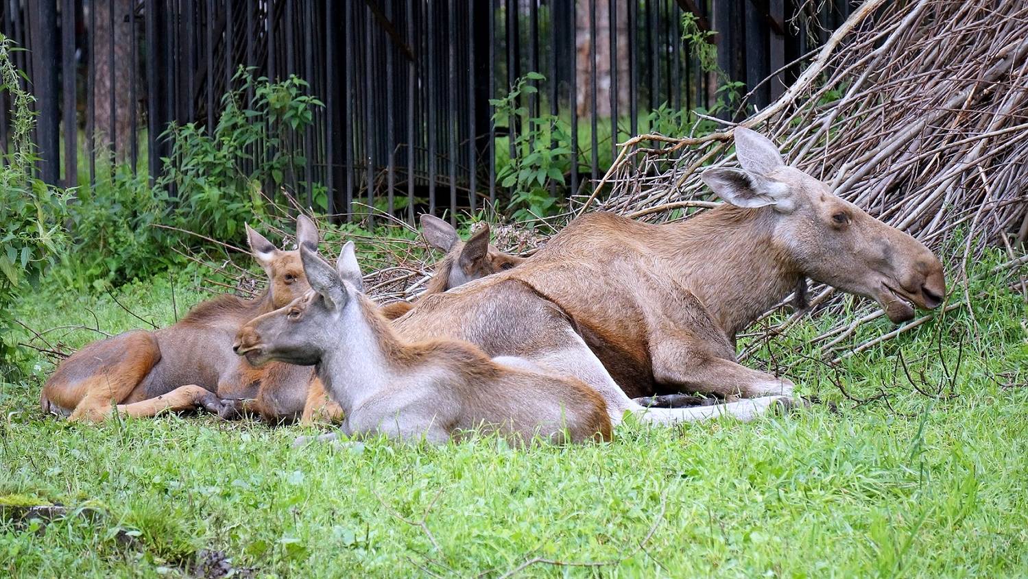 лось, животные, дикие животные, млекопитающие,,  Людмила