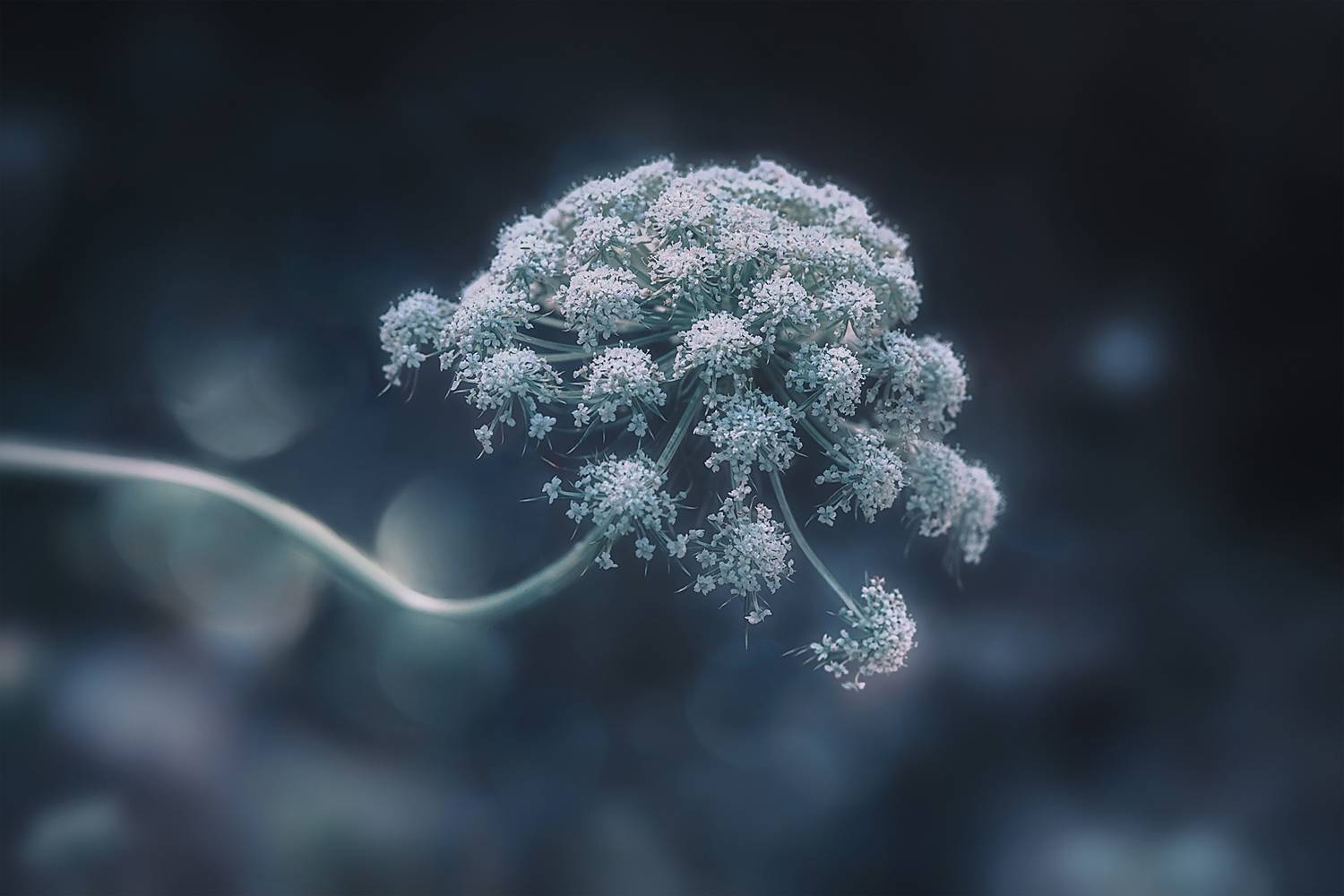 цветок, шар, растение, морковь, Вера Ра