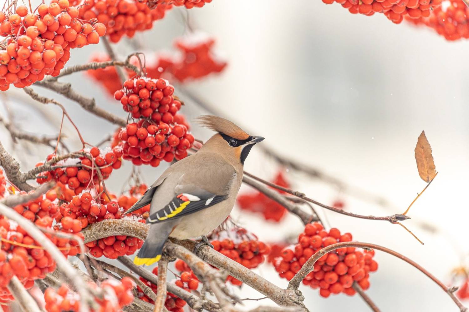 свиристель, рябина, птицы, Руслан Pl