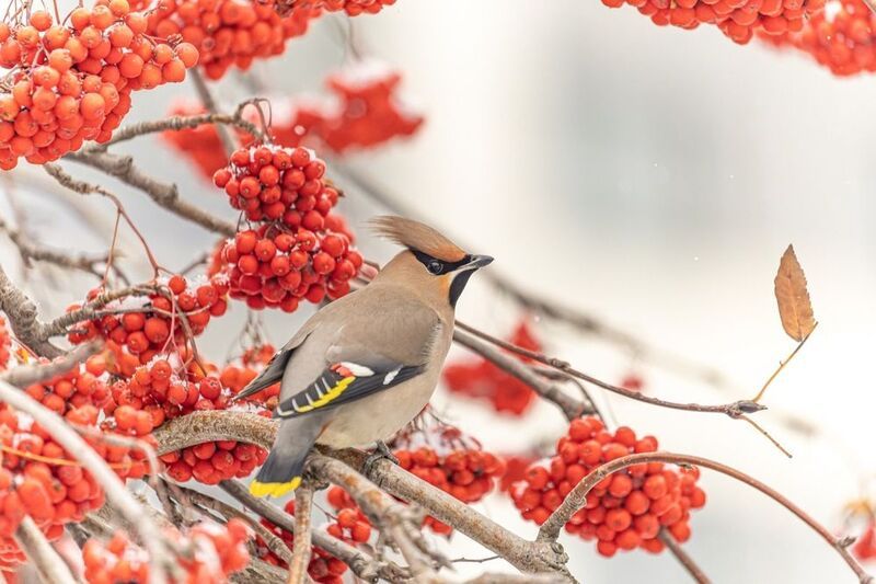 свиристель, рябина, птицы Свиристель в рябиновом царстве фото превью
