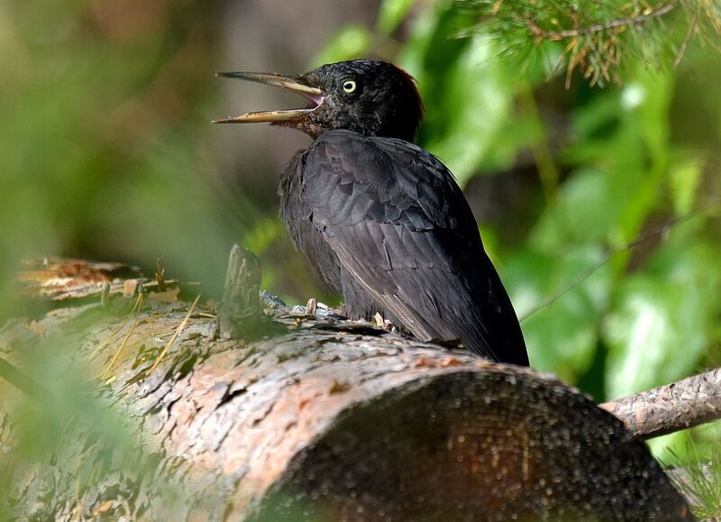Опять эти папарацци фото превью