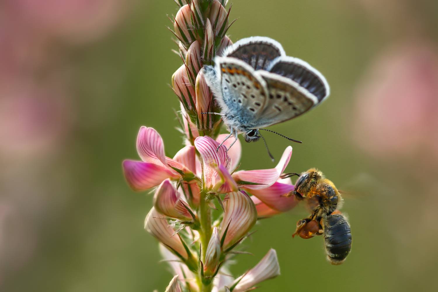 лето, цветы, иван-чай, насекомые, бабочки, голубянка, пчела, Лапин Сергей