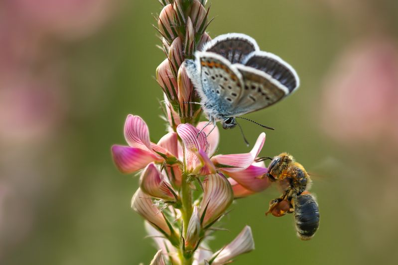 Встреча фото превью