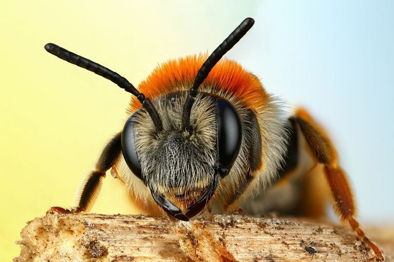 макро, природа, животное, растение, цвет, фото, оранжевый, пчела Пчела фото превью