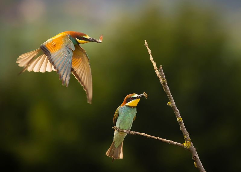 Bee-eater фото превью