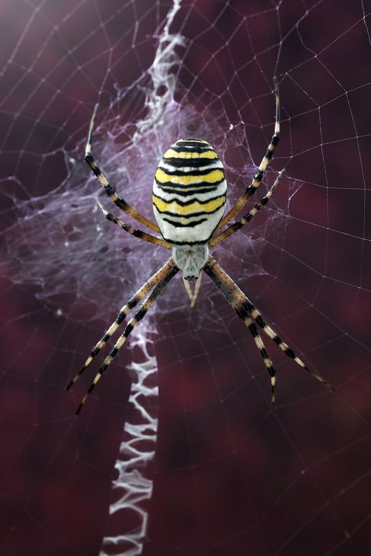 Бархатная ночь фото превью