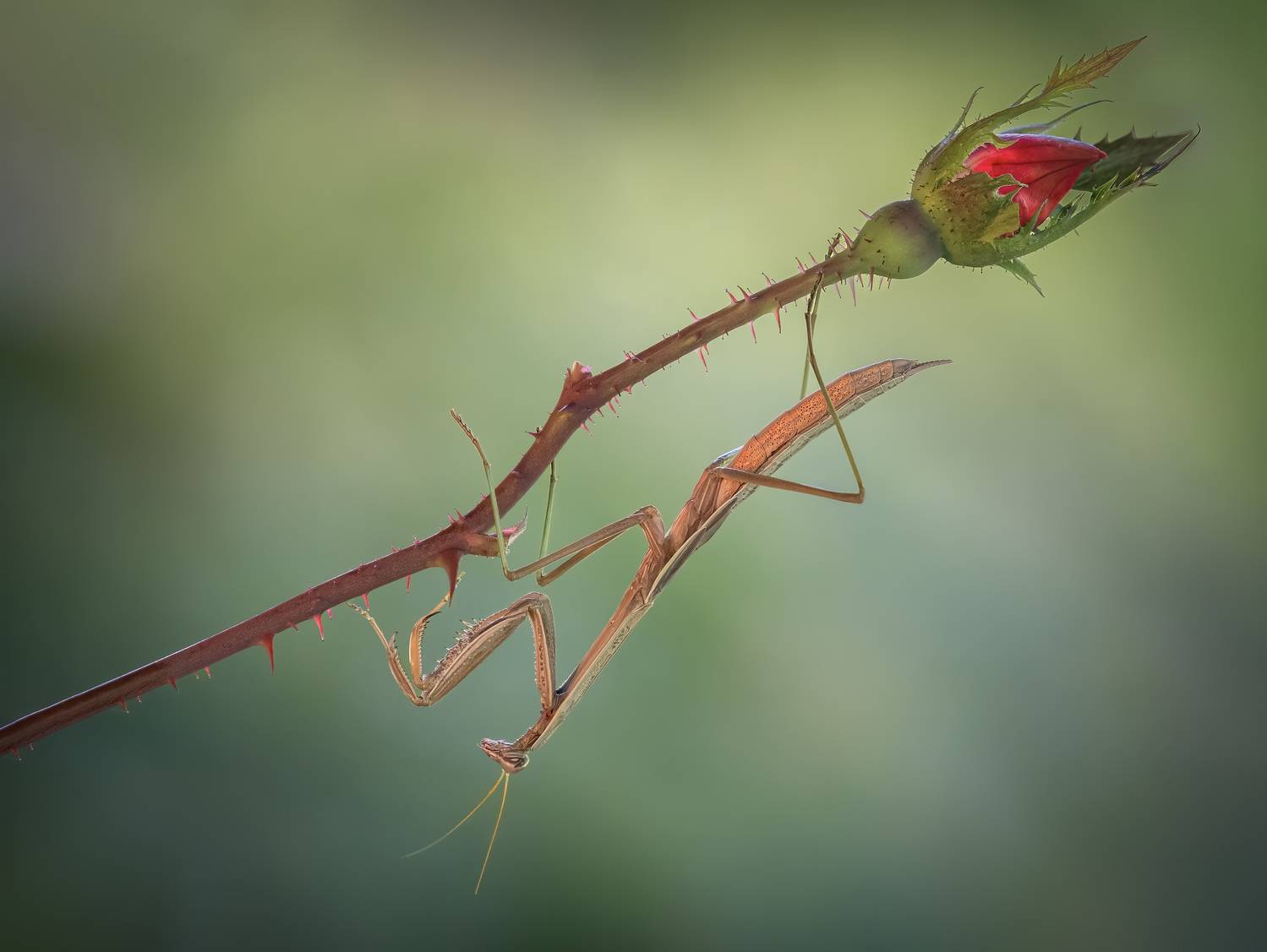 mantis, praying mantis, insect, bug, rose, flower, roses, floral, macro, branch, sunset, nature, wild, moody, dusk,, Atul Saluja