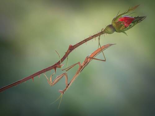 For the love of roses