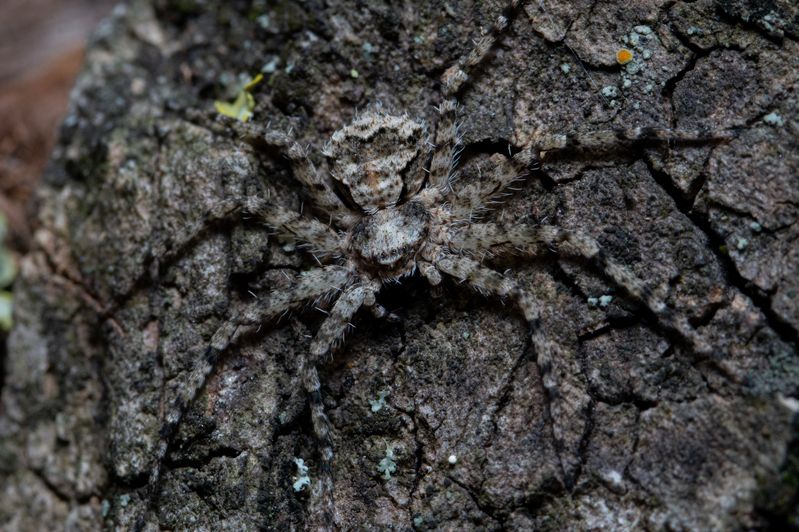 Philodromus margaritatus фото превью