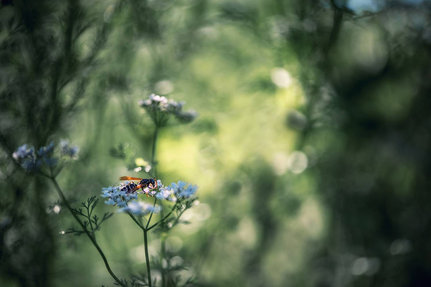 насекомые, макромир, природа, Анастасия Думинская