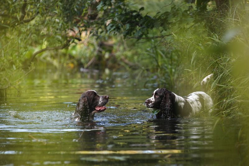 кайса и тори  фото превью