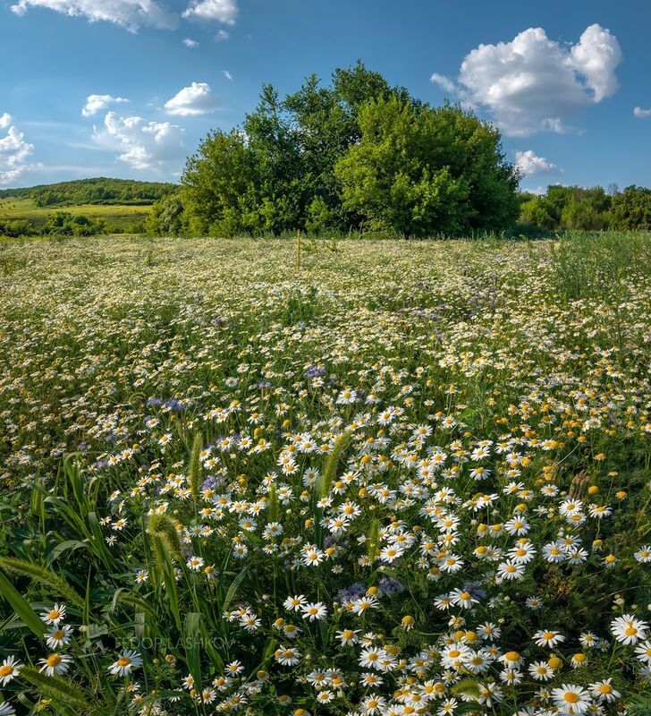 белгородская область, белогорье, поле, полевое, пшеница, сельское хозяйство, облака, днём, дневное, колос, бабочка, пруд, река, ромашки, цветы, луг, Солнечное лето! фото превью