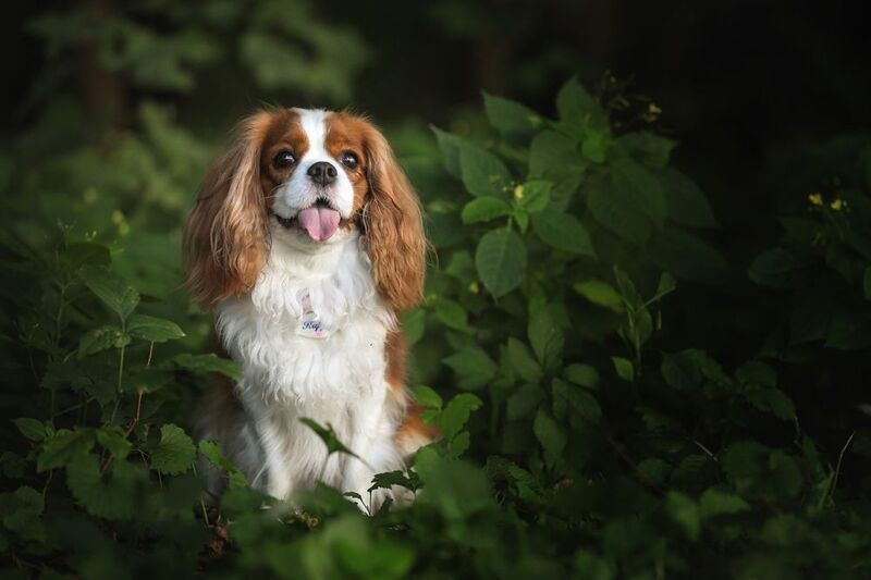 ..... фото превью