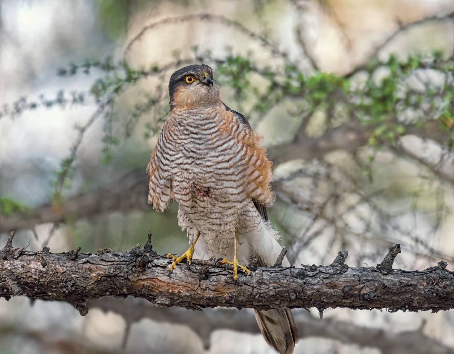 птица, ястреб,, Мочалова Марина