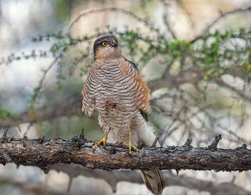 Хулиган маленький.
