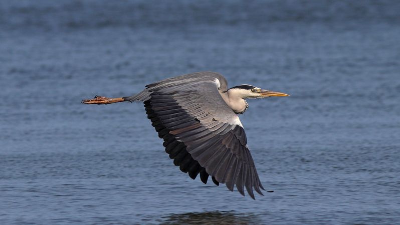 серая цапля, цапля, ardea cinerea, grey heron, heron, куршская коса, куршский залив По своим делам фото превью