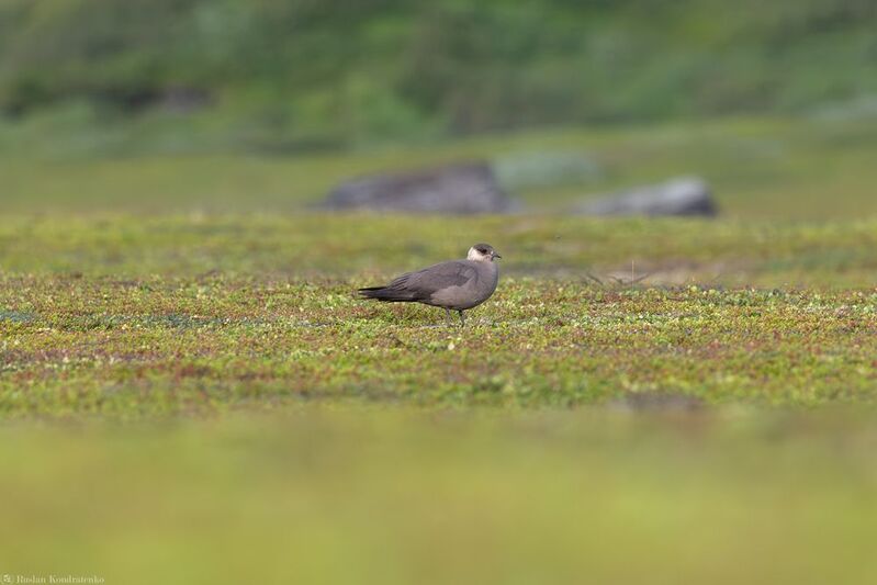 Поморник Поморник фото превью