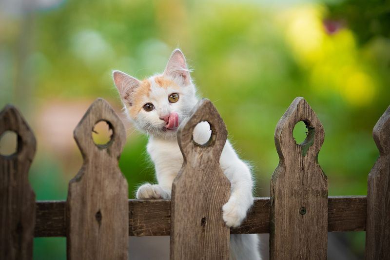 *** фото превью