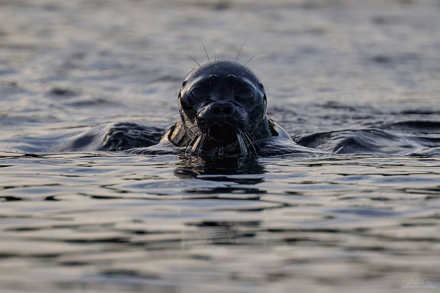 нерпа, ладожское озеро, карелия, Чехонин Александр
