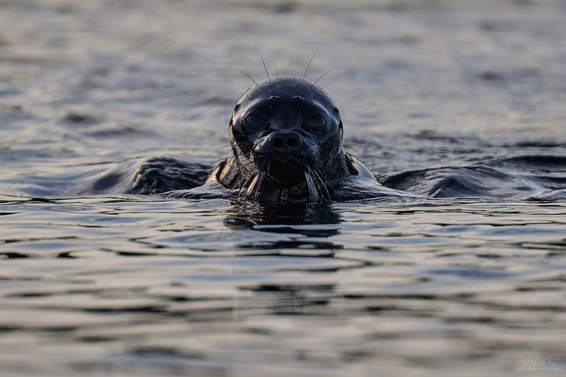 нерпа, ладожское озеро, карелия Ладожская нерпа фото превью
