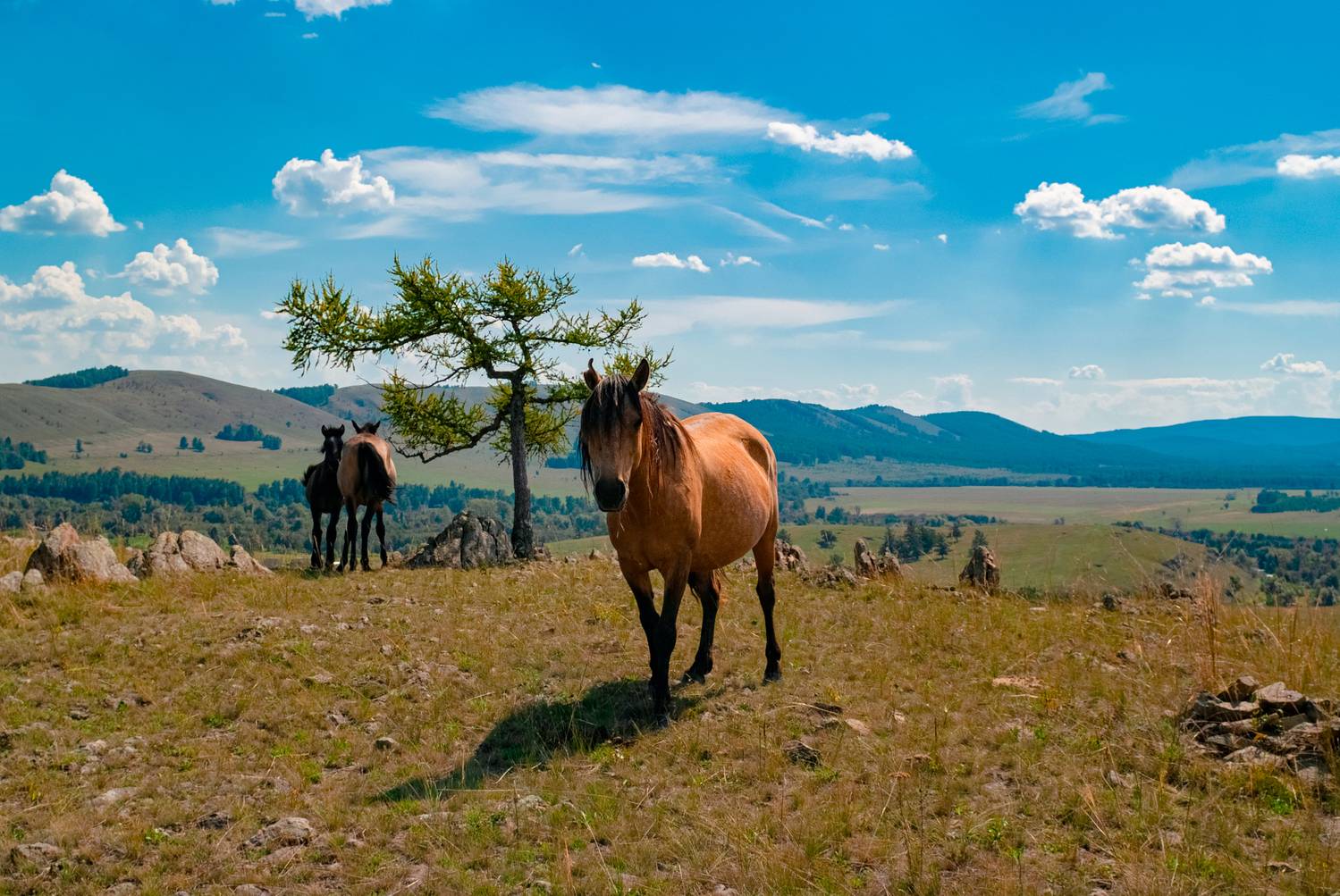 , Шустиков Дмитрий