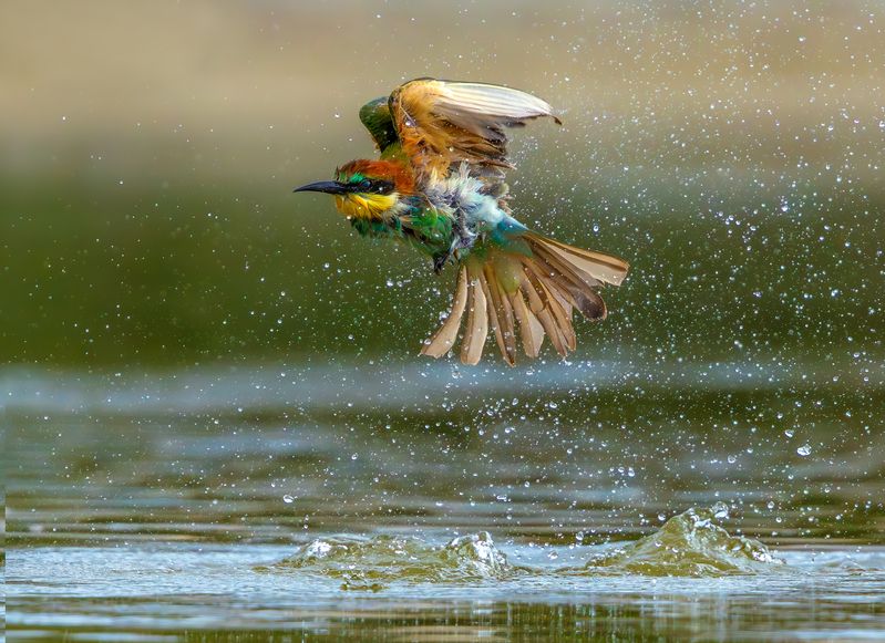 Золотистая щурка  фото превью