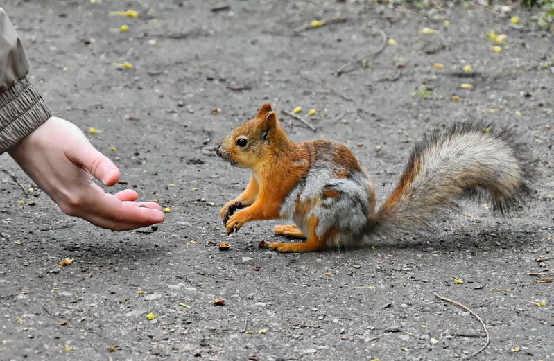Не оскудеет рука дающего фото превью