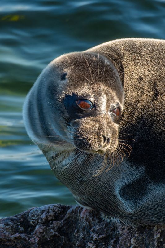 байкальская нерпа, нерпа, байкал, животный мир байкала Обитатели Байкала / Residents of Baikal. фото превью