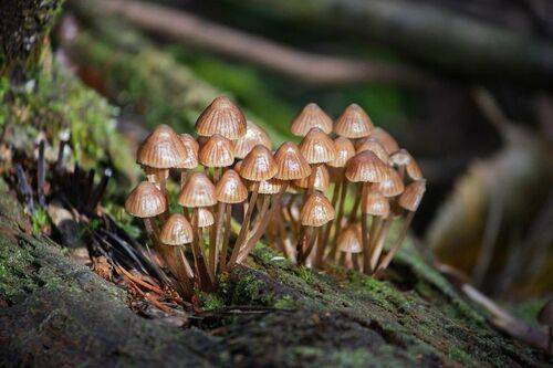 Лесные братцы