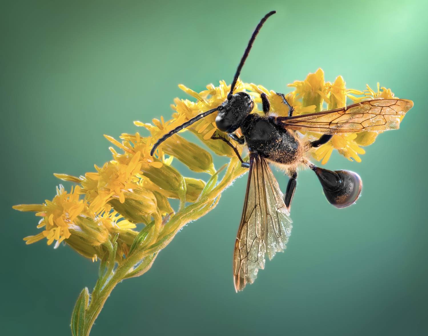 wasp, insect, macro, nature, wild, insects, bee,, Atul Saluja