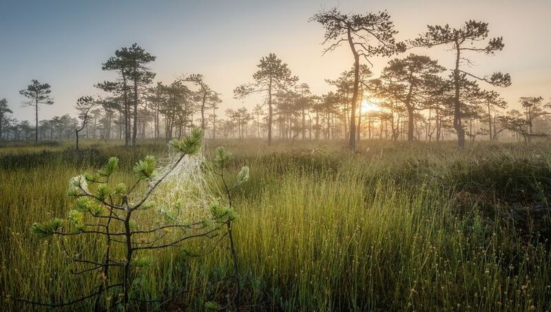 Потягушки к утреннему солнцу  фото превью