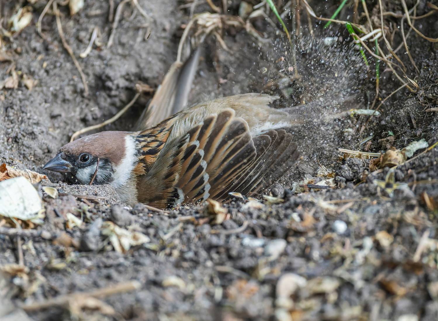 , Дэм Константин